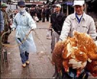 Bird flu death toll reaches 90 in Asia, while Taiwan wants to be recognized as disease-free