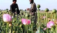 International bank system needs Afghan drugs to live. 51550.jpeg