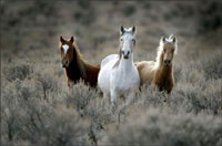 Euthanasia for wild horses stirs up controversy