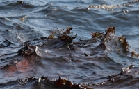 Scientists Find New Massive Oil Plume in Gulf