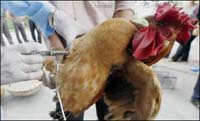 Indonesian man dies of bird flu, raising country's death toll to 65