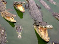 Crocodiles freed by flooding from Vietnamese farm