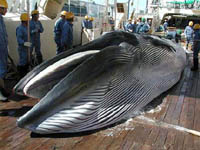 Japanese whaling vessels to be chased with new speedy boat