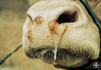 Authorities are afraid of new foot-and-mouth disease