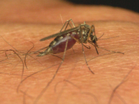 Officials Alert To The Outbreak Of WNV