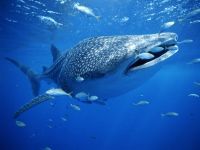 6-tonne whale shark found dead. 46576.jpeg