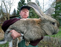 Rabbits block traffic in Hungary