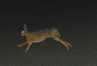 Hare attacks people in Austria