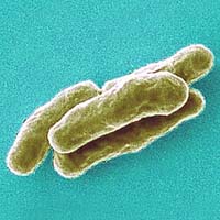 Genome for extra drug-resistant TB completed