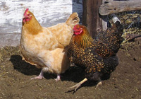 Chicago wants to ban chicken-pets