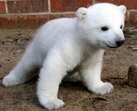 Berlin polar bear Knut falls ill