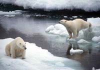 Bush administration proposes listing polar bears as threatened species