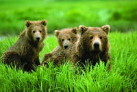 Alaskan hunters fight over McNeil River bears