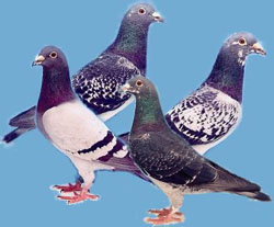 Romanian association urges not to cull racing pigeons