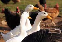 Royal geese stolen in Britain