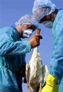 France reports first case of H5 bird flu; lethal H5N1 suspected