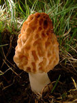 The morel mushroom story. 50601.jpeg