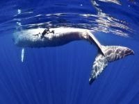 Increasing traffic in the waters of Sri Lanka threatens blue whales. 47603.jpeg