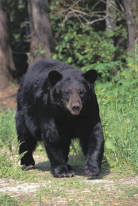 Former U.S. Marine kills bear with log