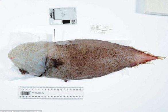 Scientists catch faceless fish that has no scales. 60605.jpeg