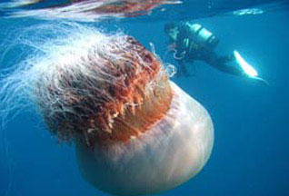 Giant medusa