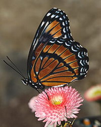 Japanese gets 21 months of imprisonment for butterfly smuggling
