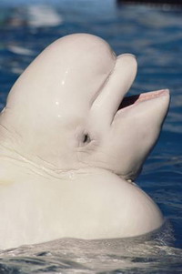 Annual hunt for beluga whales is canceled