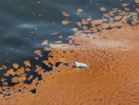US Administration Helplessly Watches Oil Slick Growing Bigger