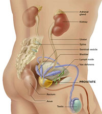 Scientists: sex hormones has no association with prostate cancer