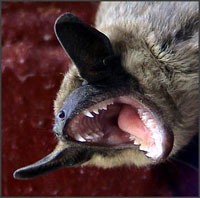 Epidemic of mysterious illness kills thousands of bats in US