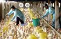 Sri Lanka in high risk of contracting bird flu