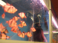 Little girl falls into fish tank and drowns in Moscow apartment. 45631.gif