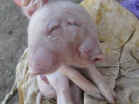 Two-headed piglet born in Russia. 47631.jpeg