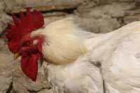 Farmers slaughter remaining poultry in Czech village hit by bird flu