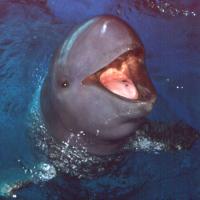 Cambodian government wants to save Irrawaddy dolphin from extinction