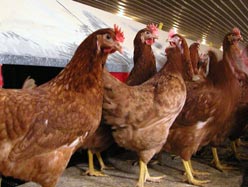 WHO calls for cooperation to fight bird flu