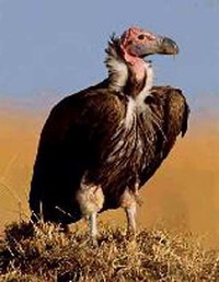 Thailand releases rare vulture