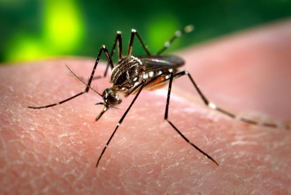 Angola: Yellow Fever outbreak spreads out of Luanda. 57657.jpeg