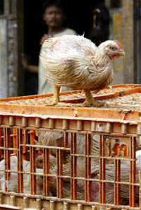 Indonesia says it will separate poultry from residential areas in bird flu fight