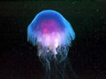Six-year-old boy killed by jellyfish in Australia