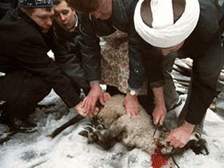 Muslims slaughter sheep during Kurban Bairam holiday