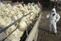 Poultry purchases banned in China's military-controlled region