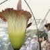 Corpse flower blooms next to the Capitol. 50665.jpeg