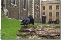 Bird flu threat keeps Tower of London's famous ravens indoors