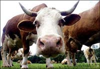 SKorea, US do not achieve deal during beef talks