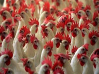 Ukraine bans Canadian poultry imports