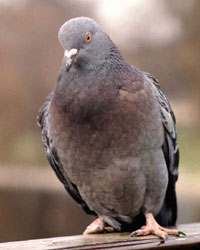 New York authorities to ban pigeon-feeding