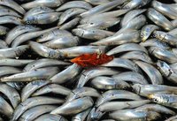 Europe and USA swindle to send banned fish to Russia. 53682.jpeg