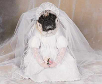 Indian marriage: man - bridegroom, dog -bride