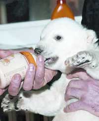 Knut, Berlin Zoo's polar bear baby, makes its public debut